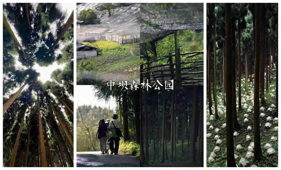 Chengdu: Zhongba Forest Private Hiking Tour with Guide - What to Expect on the Tour
