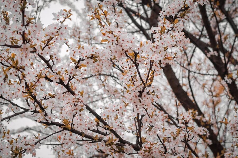 Close-up of cherry blossom petals