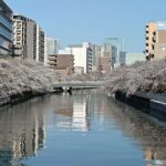 Cherry Blossom Sightseeing River Boat Experience - The Experience: What We Love & What to Consider