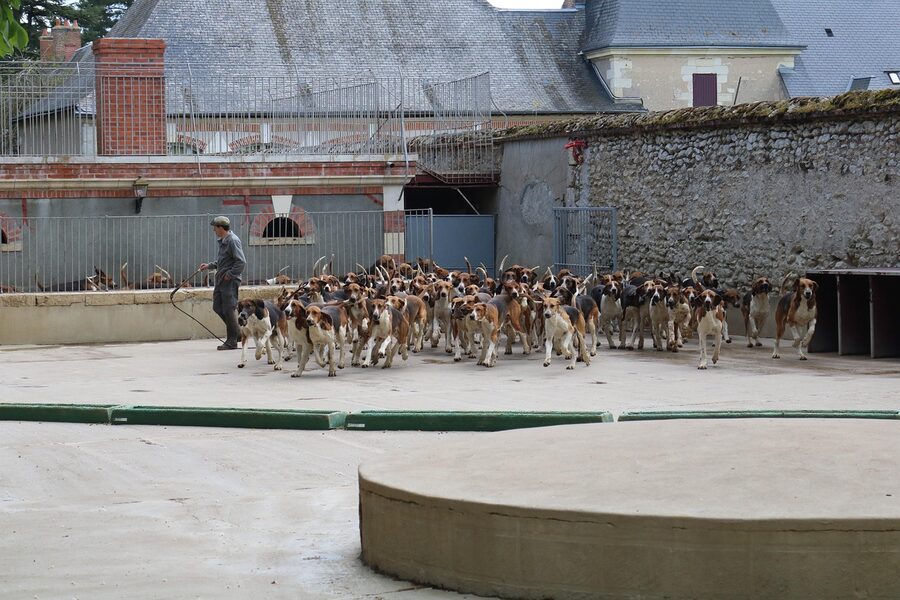 Cheverny anglo-french hunting hounds at mealtime