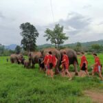 Chiang Mai : ATV Tour + Elephant Care - Practical Details — What You Need to Know
