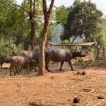 Chiang Mai: Karen Culture, Coffee & Nature Experience - The Sum Up