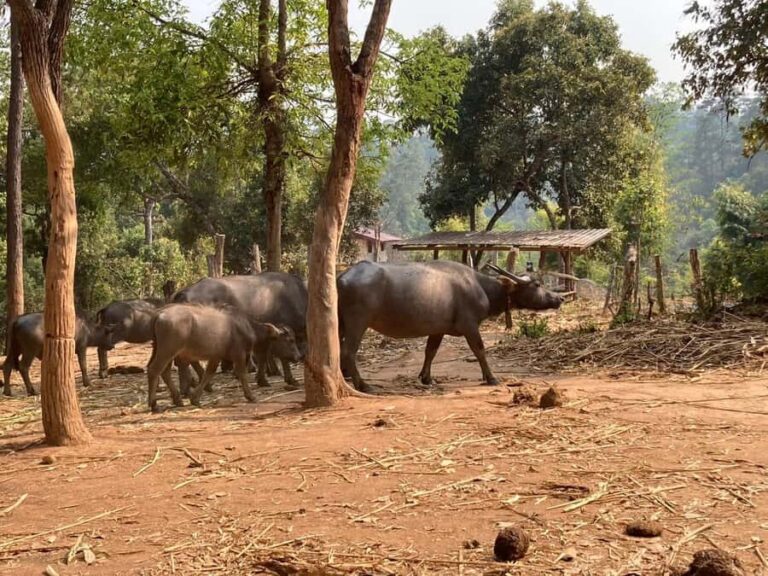 Chiang Mai: Karen Culture, Coffee & Nature Experience - The Sum Up