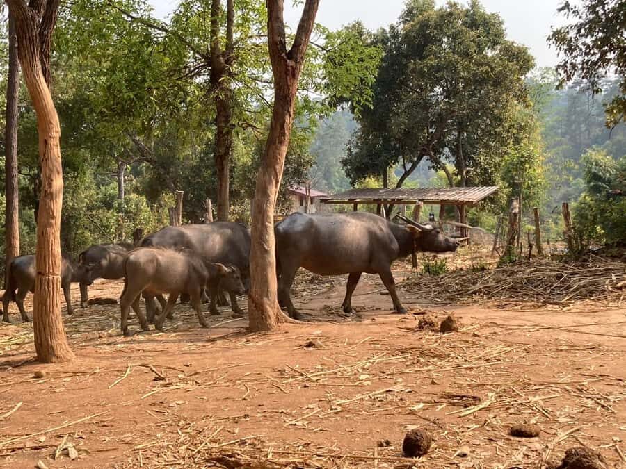 Chiang Mai: Karen Culture, Coffee & Nature Experience - The Sum Up