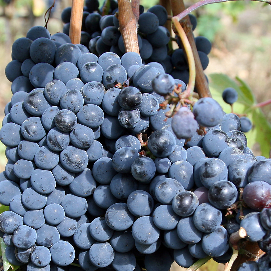 Sangiovese grape cluster ready for harvest in Chianti