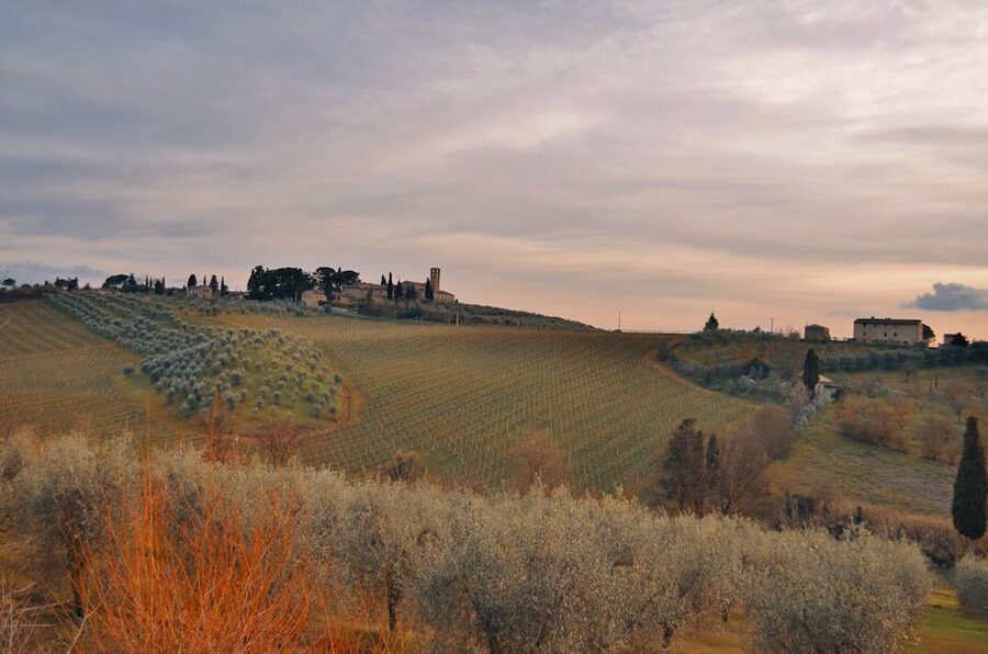 Tuscan vineyards and olive groves rolling out south of Florence on a Chianti Safari day