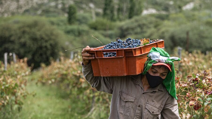 Vineyard worker carrying a crate of just-picked grapes during Chianti harvest