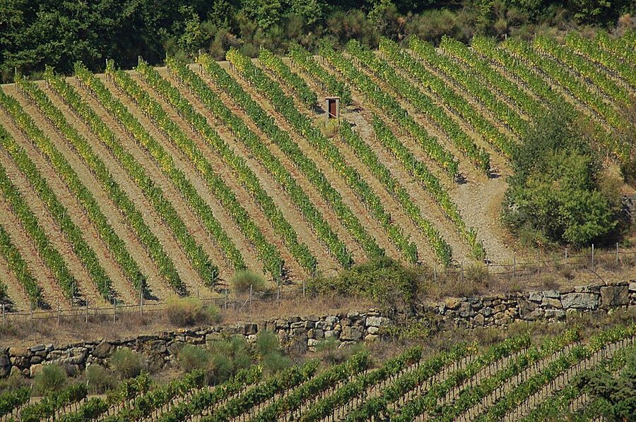 Chianti Classico vineyards in the valleys