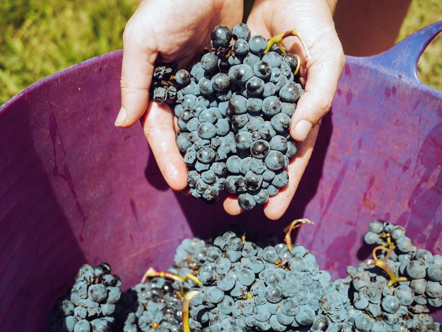 Hands holding fresh Sangiovese grapes during harvest in a vineyard