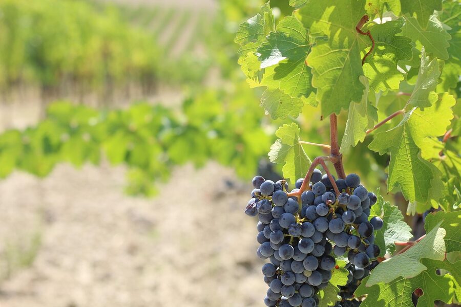 Chianti Sangiovese grapes ripening on the vine