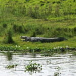 Chitwan National Park: Tower Night Stay with Nature Guide - Who Should Consider This Tour?