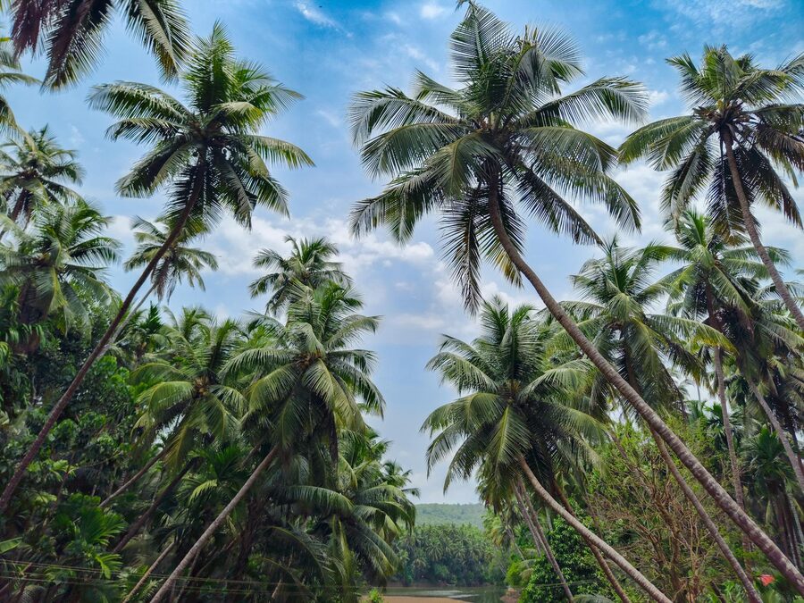 Coconut palm trees overlooking a serene river