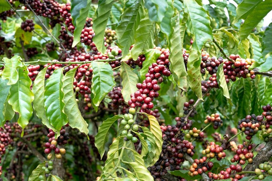 Red coffee cherries growing on branches at a coffee plantation