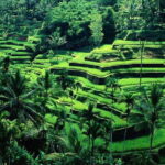 Coffee Plantation All Inclusive Ubud ATV, Rice Terrace with Lunch - Authentic Experiences and Hidden Perks