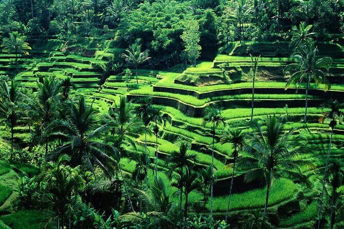 Coffee Plantation All Inclusive Ubud ATV, Rice Terrace with Lunch - Authentic Experiences and Hidden Perks