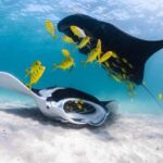 Coral Bay: Full Day Ningaloo Reef with Manta Rays Tour - The Experience: What You Should Expect