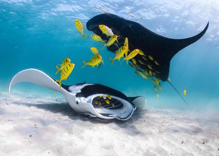 Coral Bay: Full Day Ningaloo Reef with Manta Rays Tour - The Experience: What You Should Expect