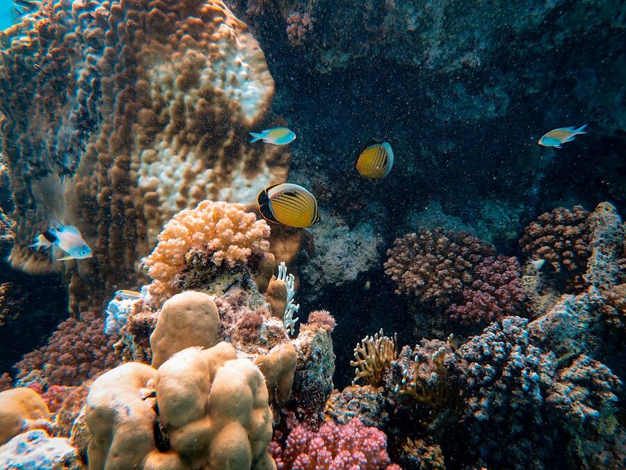 Small orange and blue tropical fish darting over a branching coral at a Bali reef