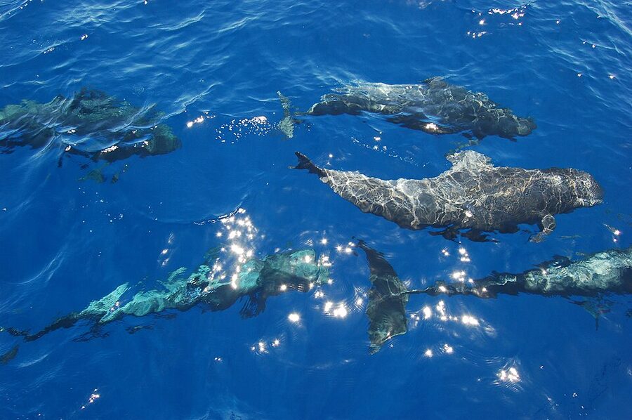 Whales seen on a tour in the south of Tenerife near La Gomera