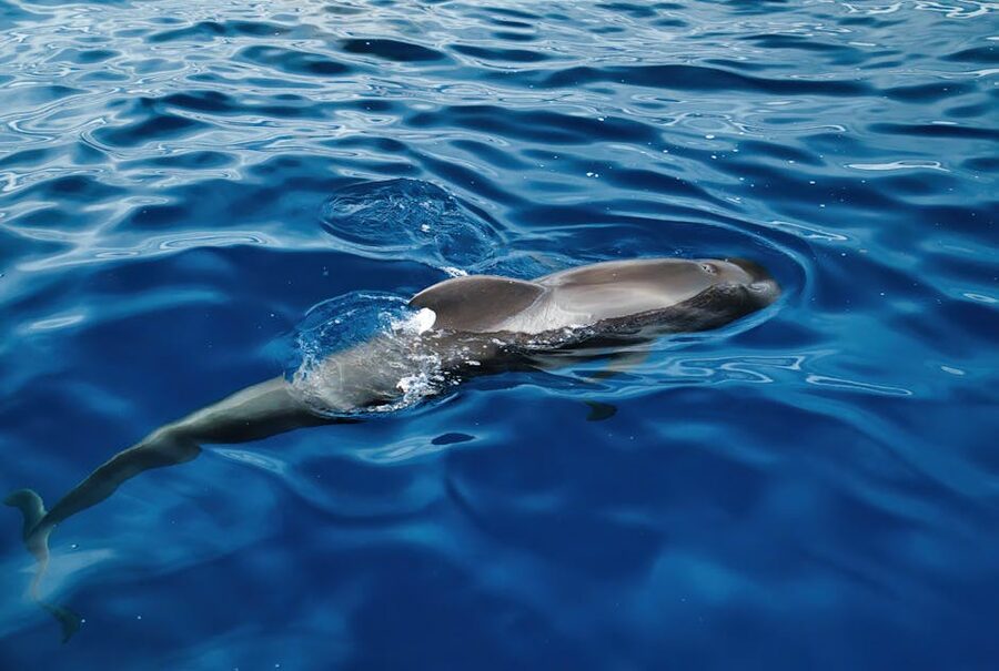 Close-up of a bottlenose dolphin swimming just under the ocean surface