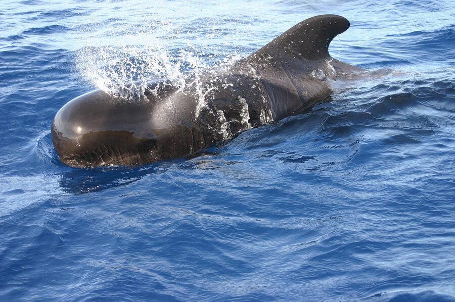 Pilot whales and dolphins swimming together in Canarian waters