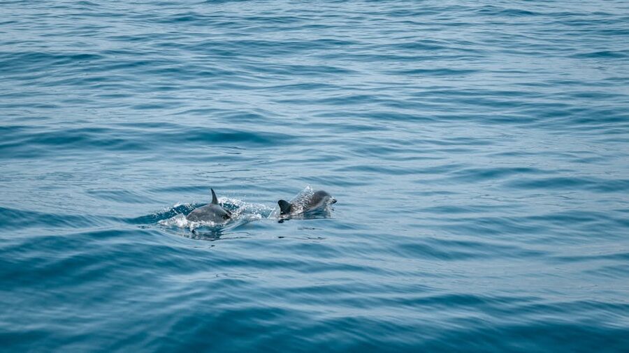 Dolphin swimming in clear Atlantic water off the Canary Islands