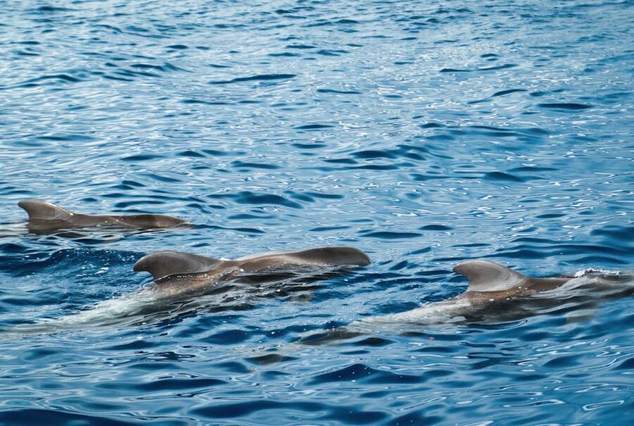Pod of bottlenose dolphins swimming off Tenerife in clear blue water