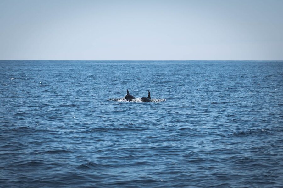 Two dolphins swimming together in Atlantic Ocean waters