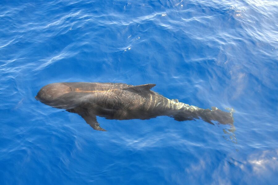 Pilot whale dorsal fin breaking the Atlantic surface