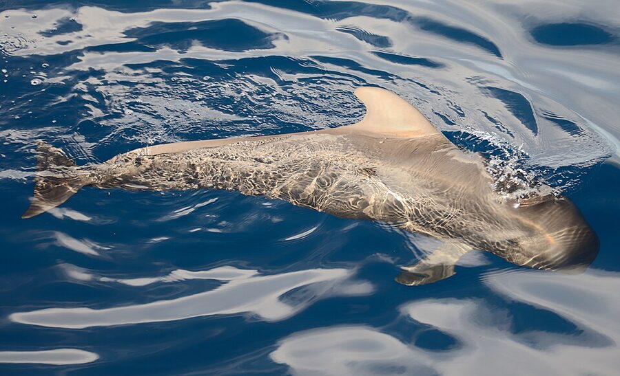 Short-finned pilot whale surfacing in calm water off Tenerife