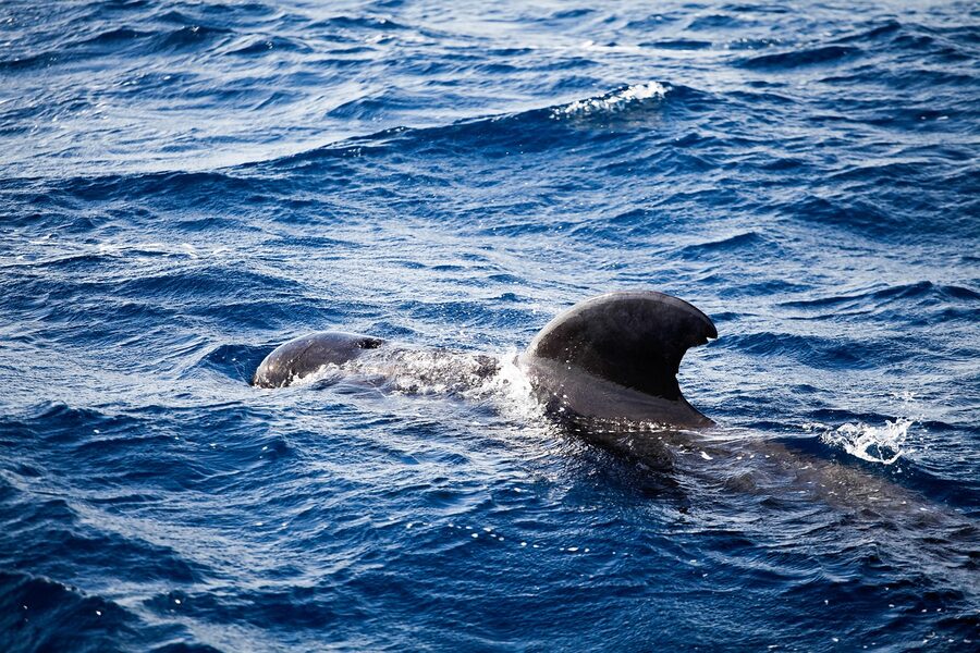 Pilot whale fin breaking the surface in the Atlantic between Tenerife and La Gomera