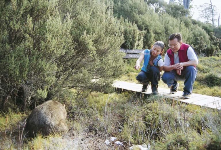 Cradle Mountain Wildlife Spotting after Dark - Exploring the Details of the Cradle Mountain Wildlife Spotting after Dark Tour