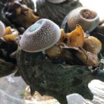 Cuisine of Nachikatsuura and Kumano - Why This Tour Offers Exceptional Value