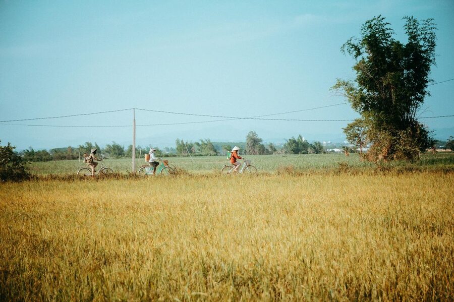 Cyclists riding through rice fields in rural Vietnam