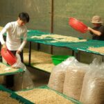 Da Lat: Coffee Roasting Workshop - Roast & Brew Your Own - Engaging and Educational Tour