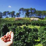 Da Lat: Coffee Roasting Workshop - Roast & Brew Your Own - The Roasting Experience