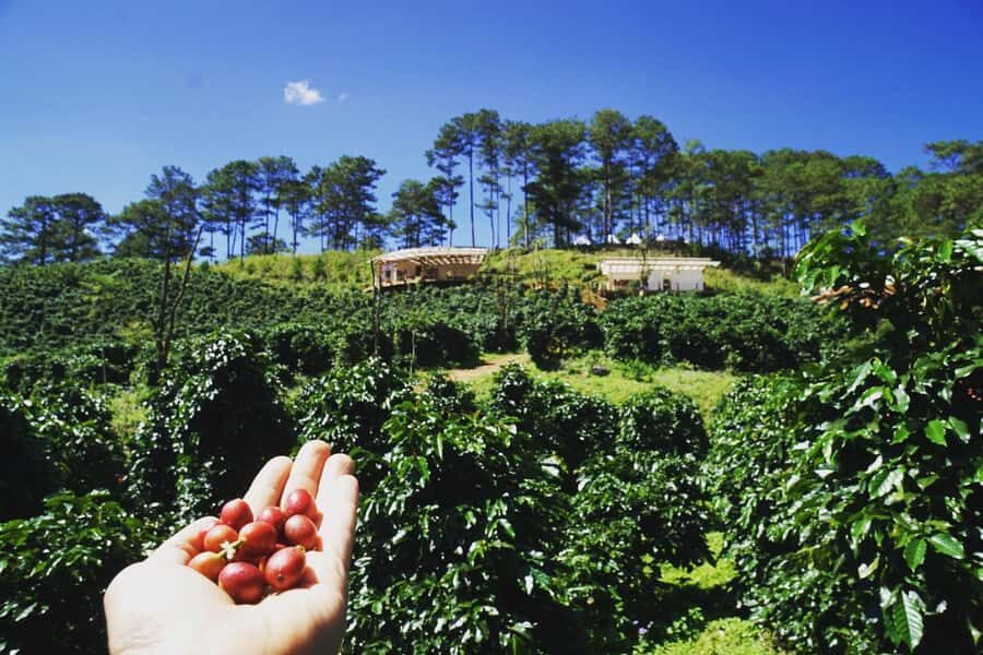 Da Lat: Coffee Roasting Workshop - Roast & Brew Your Own - The Roasting Experience