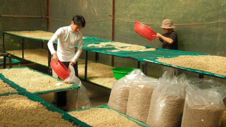 Da Lat: Coffee Roasting Workshop - Roast & Brew Your Own - Engaging and Educational Tour