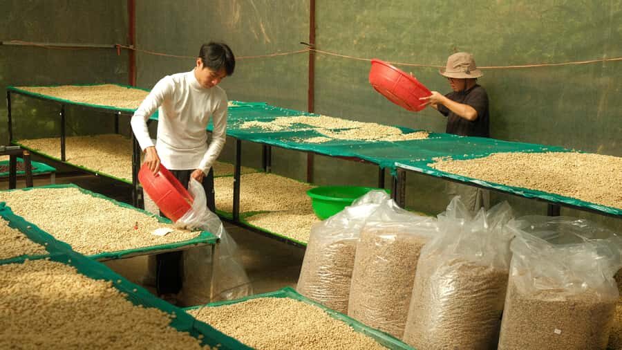 Da Lat: Coffee Roasting Workshop - Roast & Brew Your Own - Engaging and Educational Tour