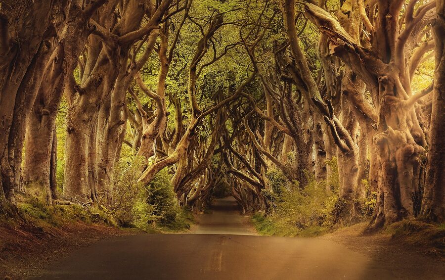 Dark Hedges beech avenue tree canopy