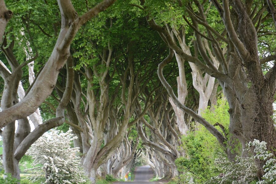 Dark Hedges beech tree canopy Northern Ireland Game of Thrones location