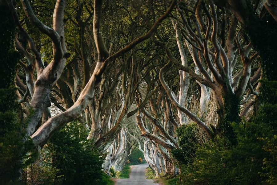 The Dark Hedges beech tree tunnel on Bregagh Road, used as the Kingsroad in Game of Thrones