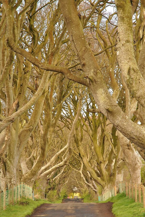 Dark Hedges beech canopy in summer light