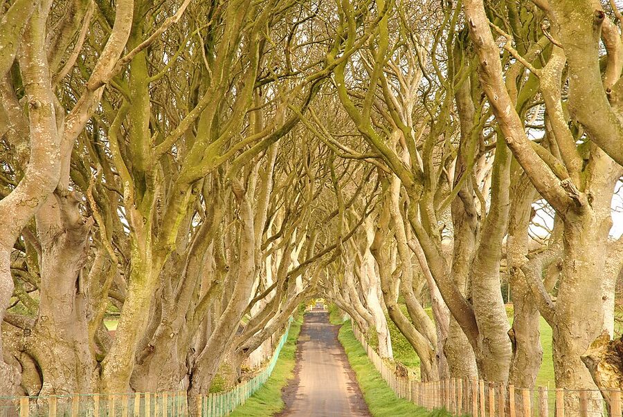 Dark Hedges trees in County Antrim Northern Ireland
