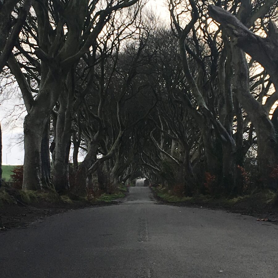 Dark Hedges with the Bregagh Road empty of traffic