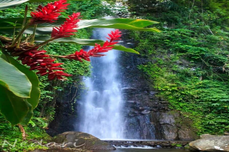 Dark View Falls Tour with Trubb Taxi Tours SVG - The Itinerary in Detail