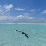 Day cruises to Tetiaroa - Practical Tips for Your Day Trip
