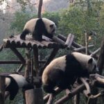 Day Tour: Chengdu Panda Breeding Base and Leshan Giant Buddha - What the Tour Includes & What It Doesn’t