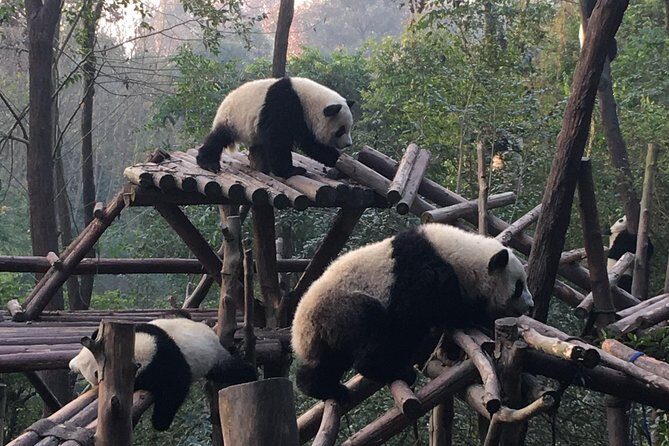 Day Tour: Chengdu Panda Breeding Base and Leshan Giant Buddha - What the Tour Includes & What It Doesn’t
