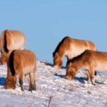 Day tour to Hustai national park - Who Will Love This Tour?